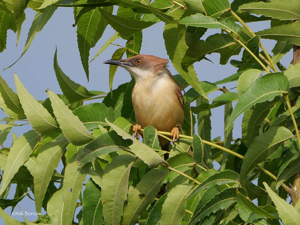 Imagem de Prinia erythroptera (Jardine 1849)