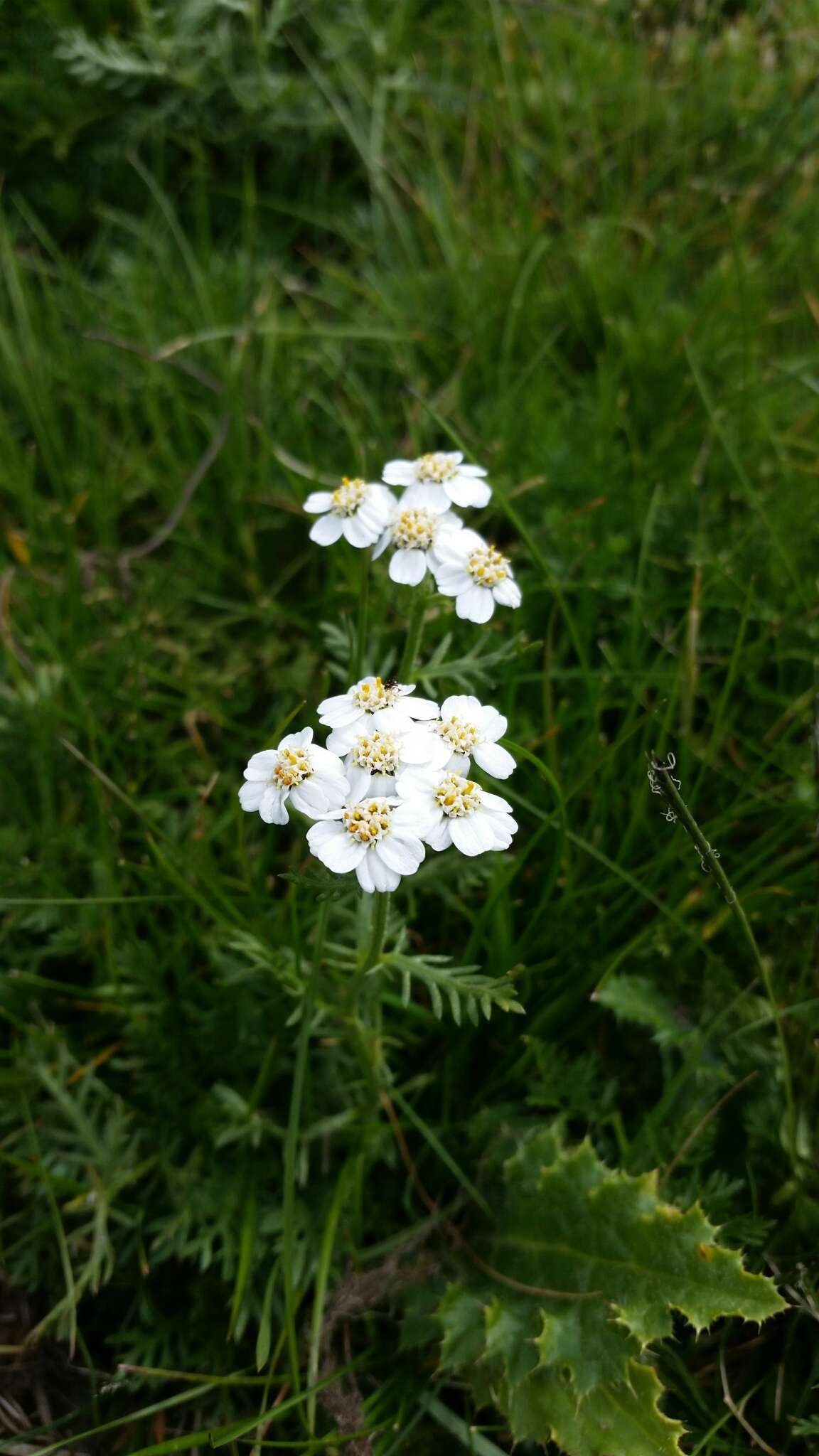 Achillea erba-rotta subsp. moschata (Wulfen) I. B. K. Richardson resmi