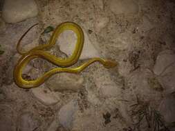 Image of Trimeresurus salazar Mirza, Bhosale, Phansalkar, Sawant, Gowande & Patel 2020