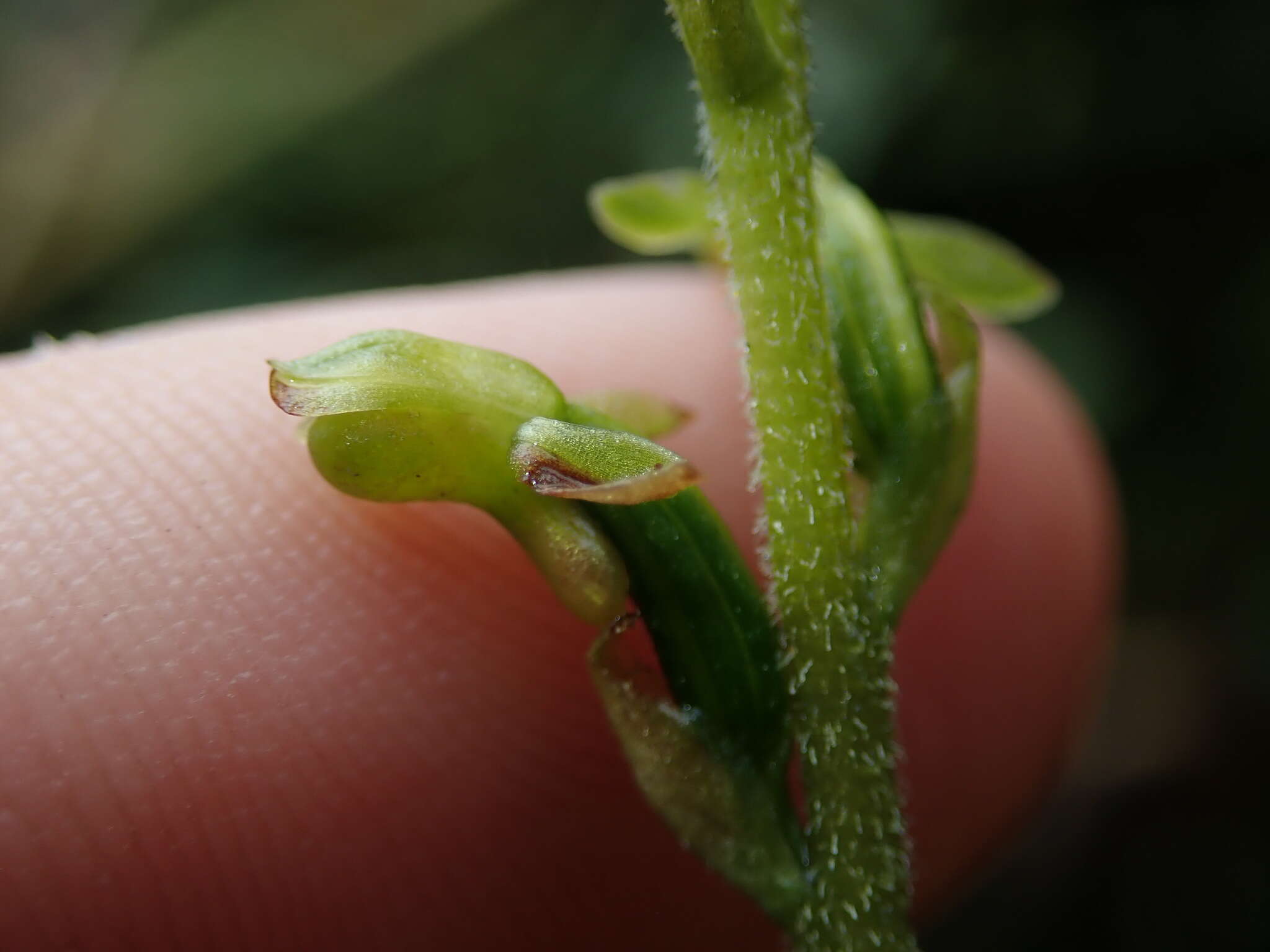 Kreodanthus crispifolius Garay resmi