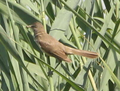 Image of Clamorous Reed Warbler