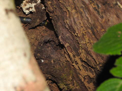 Image of Travancore Wolf Snake