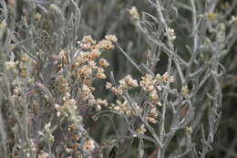 Image of Wright's cudweed