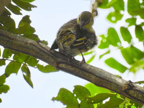 Image of Golden-backed Weaver