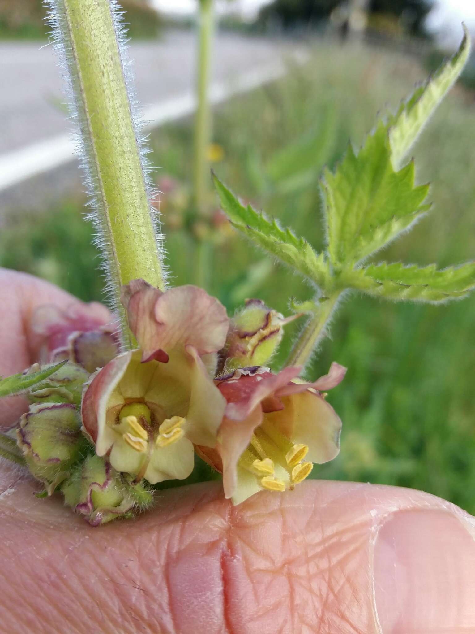 Scrophularia grandiflora DC. resmi