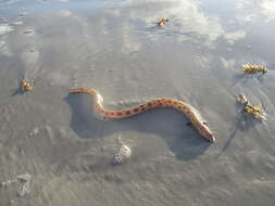 Image of Spotted Spoon-nose Eel