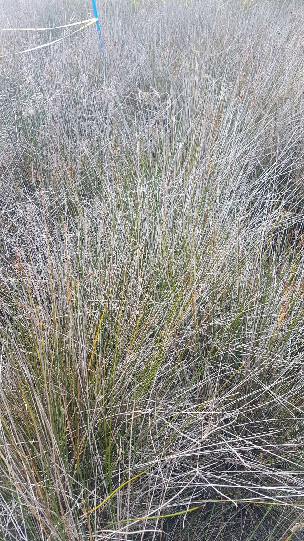 Image of Juncus kraussii Hochst.