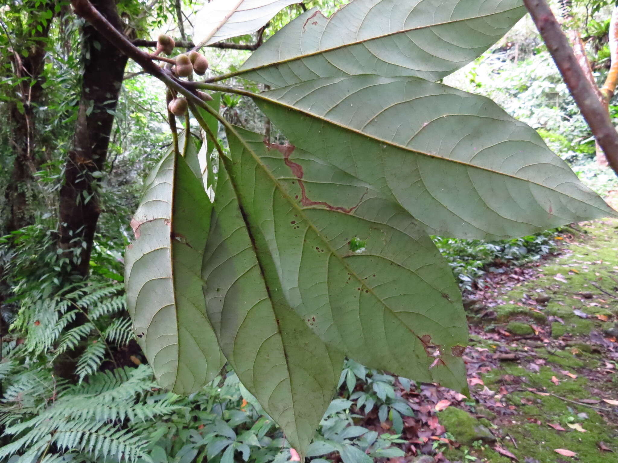 Image of Lindera megaphylla Hemsl.