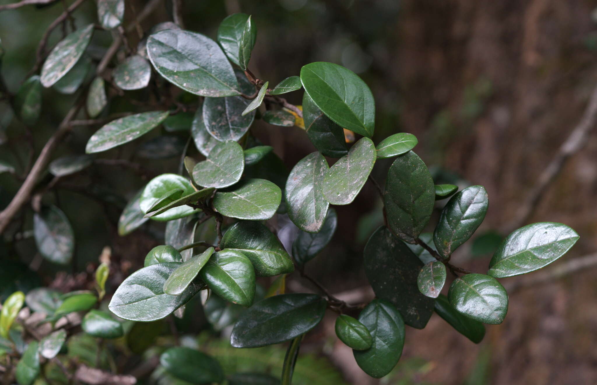 Слика од Ficus aurantiaca var. parvifolia