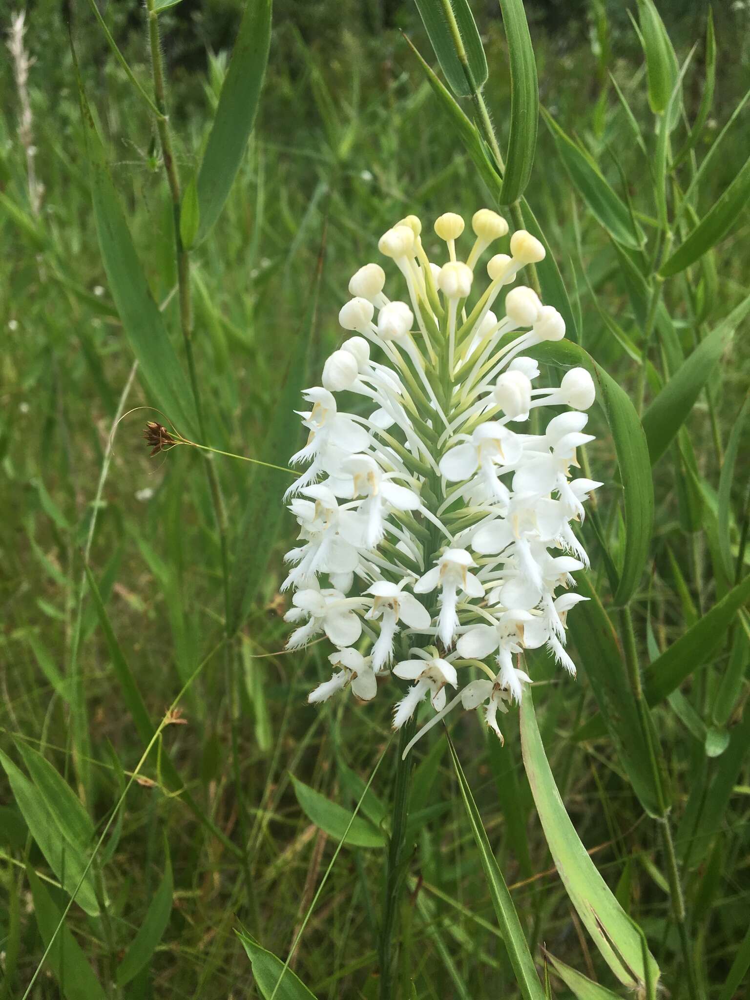 Image de Platanthera blephariglottis (Willd.) Lindl.