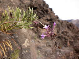 Image of Campylanthus salsoloides Roth