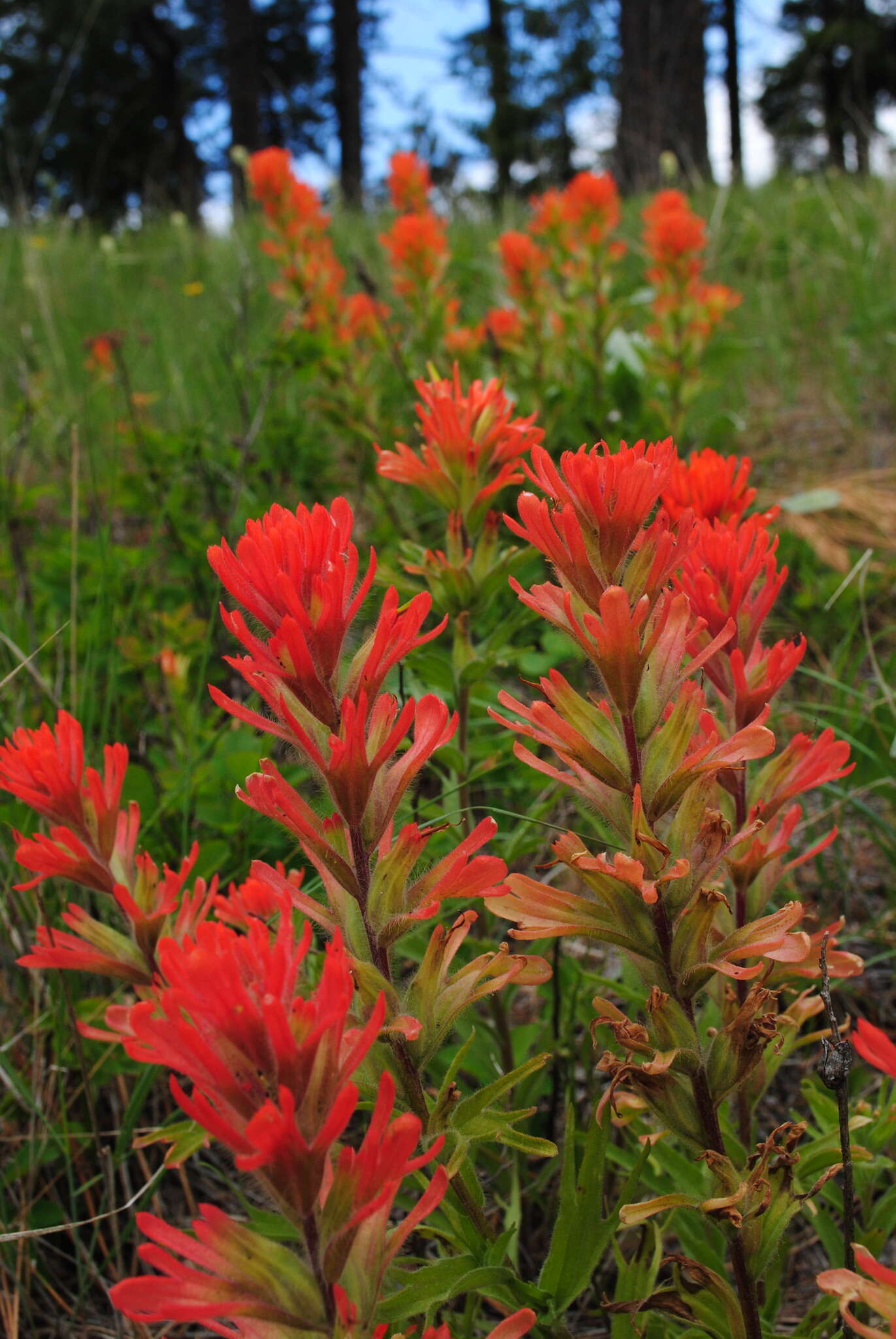 Image of acute Indian paintbrush