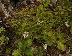 Image de Dendrobium cunninghamii Lindl.