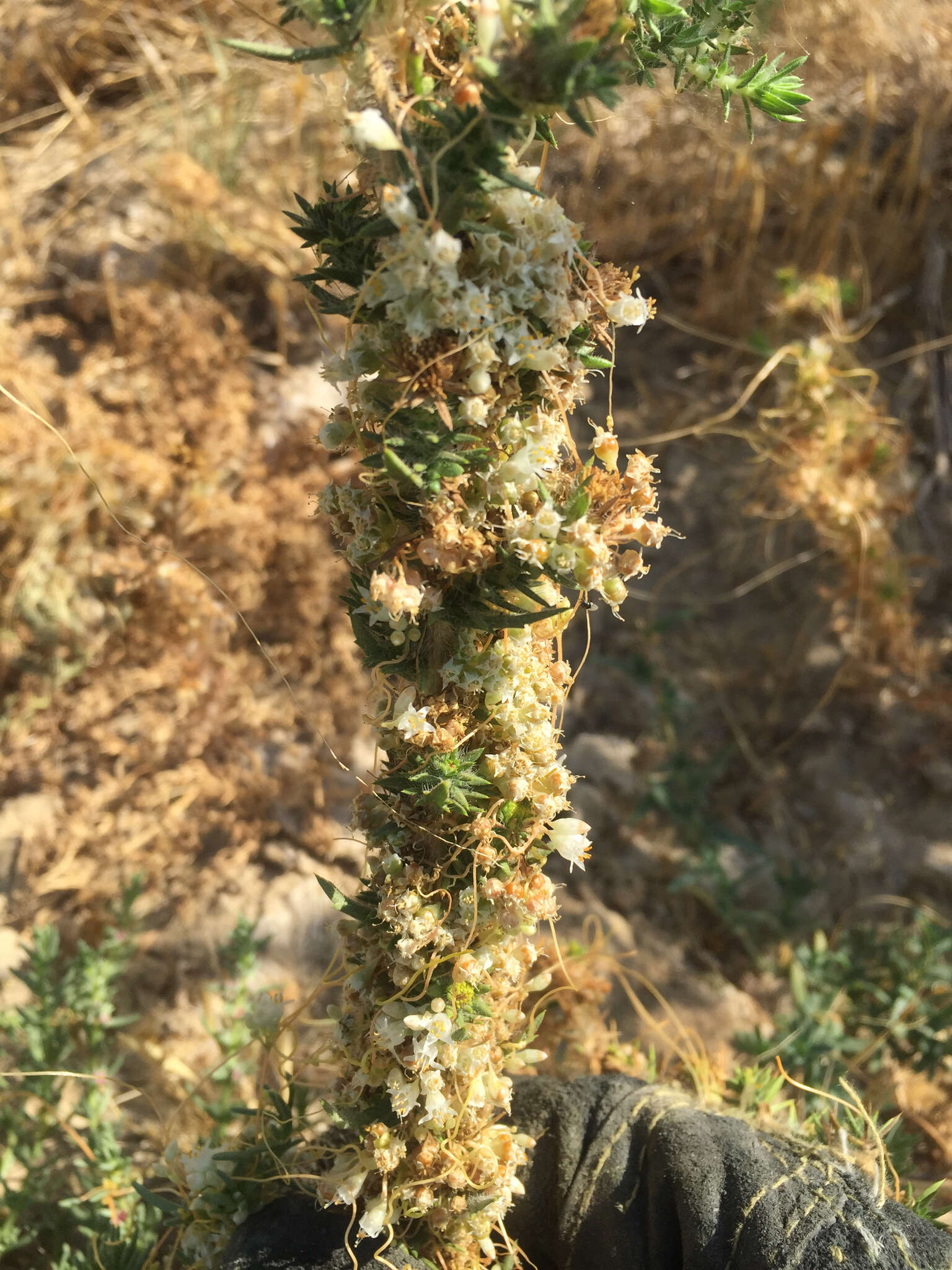 Image of saltmarsh dodder