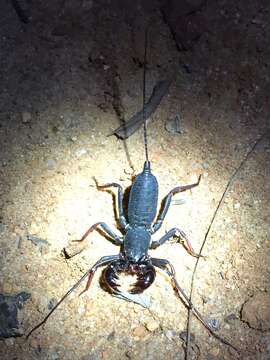 Image of Thelyphonus sepiaris Butler 1873