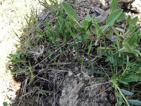 Image de Asperula arvensis L.