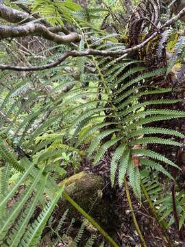 Image of Long-Leaf Plume Fern