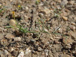 Image of Lewis River suncup