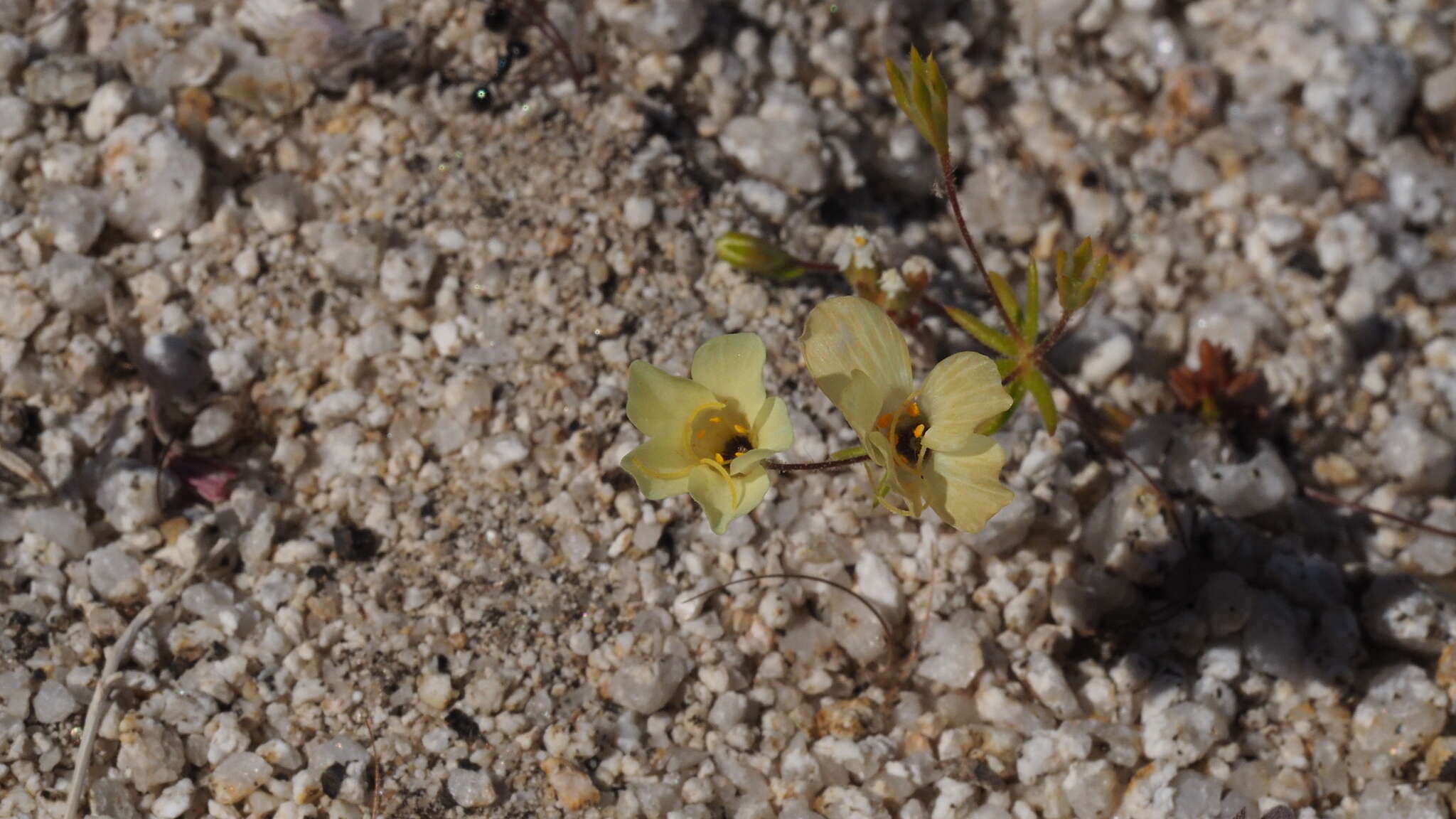 Image of golden linanthus