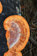 Image of Trametes coccinea (Fr.) Hai J. Li & S. H. He 2014