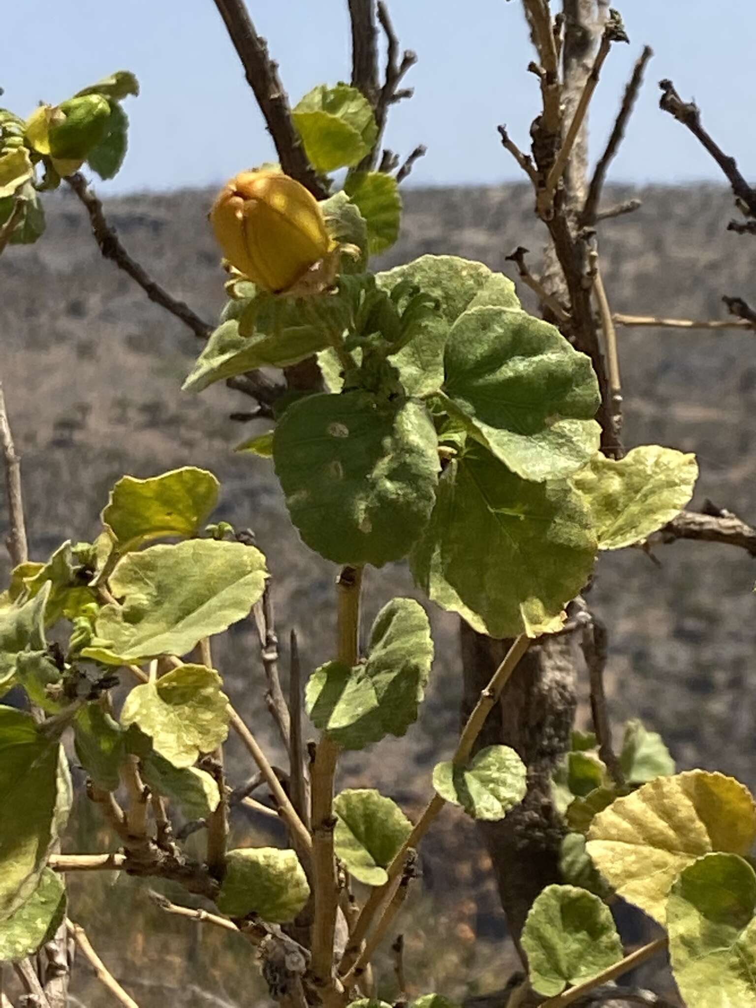 Image of Hibiscus diriffan A. G. Mill.