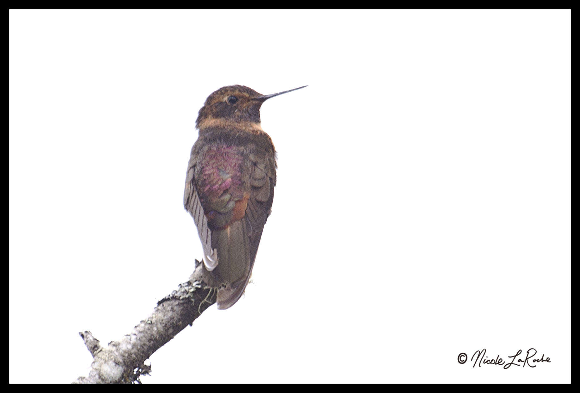 Plancia ëd Aglaeactis cupripennis (Bourcier 1843)