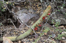 Imagem de Cleistocactus tominensis (Weing.) Backeb.