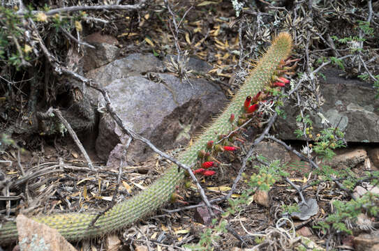 Cleistocactus tominensis (Weing.) Backeb.的圖片