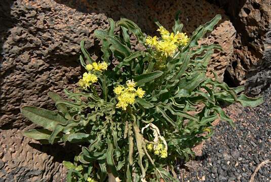 Image of Reseda crystallina Webb & Berth.