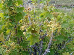 Image of Ribes magellanicum Poir.