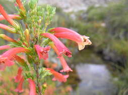 Imagem de <i>Erica <i>curviflora</i></i> var. curviflora