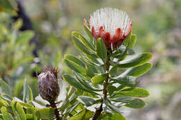 Image of Asymmetrical protea