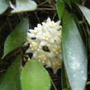 Image of Hoya longifolia Wall. ex Wight