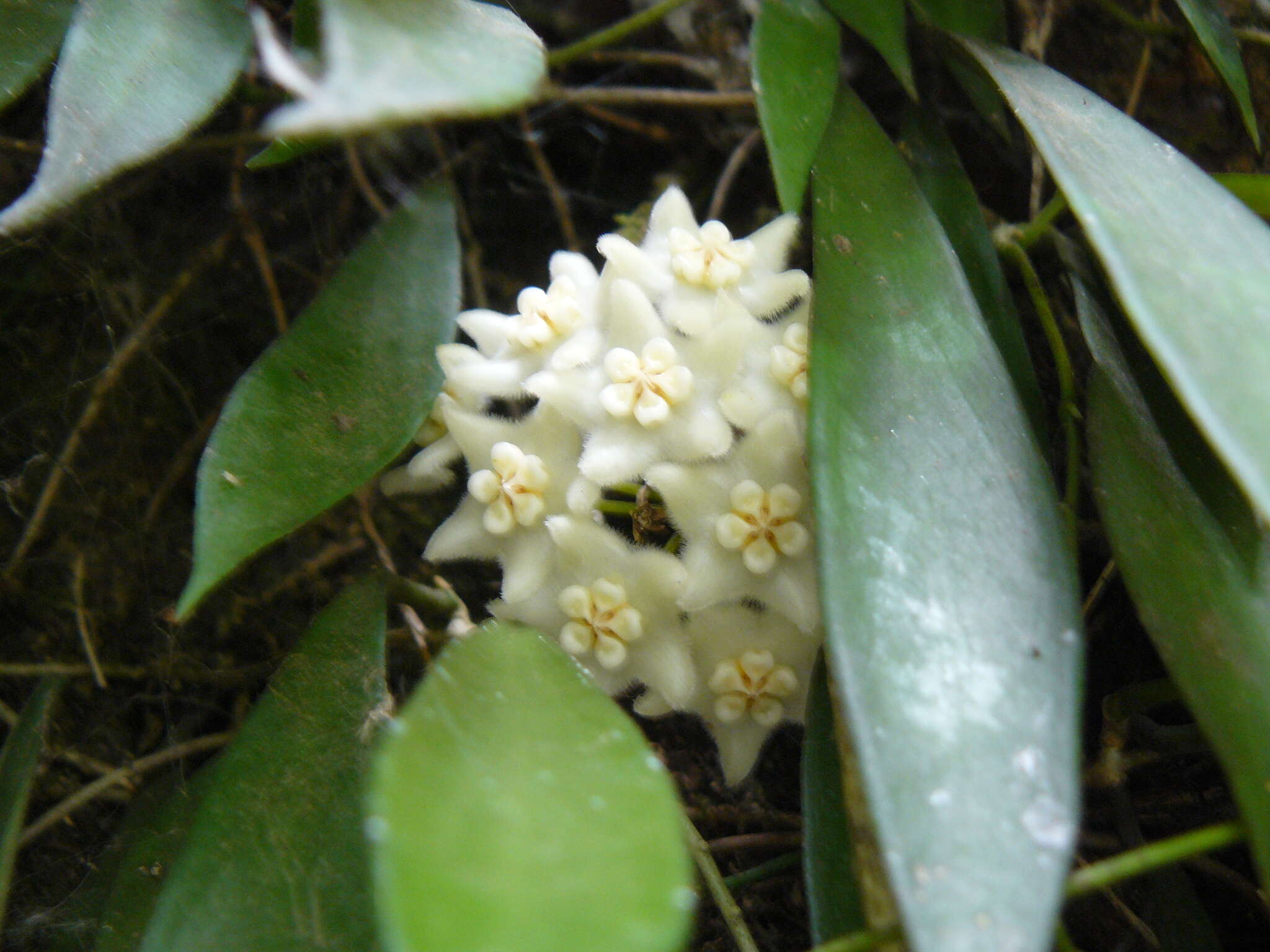 Image of Hoya longifolia Wall. ex Wight