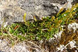 Image of Coprosma perpusilla subsp. perpusilla