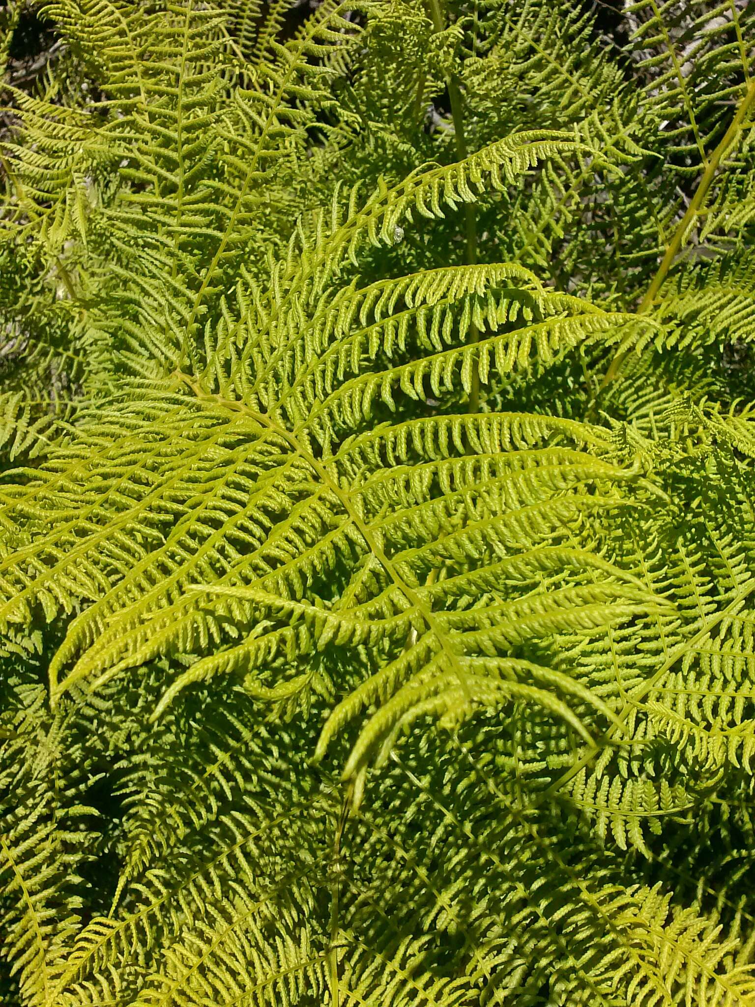 Athyrium asplenioides var. cyclosorum (Rupr.) resmi