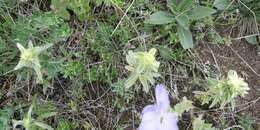 Image of Sideritis montana subsp. montana