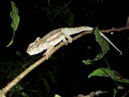 Image of Ngome Dwarf Chameleon