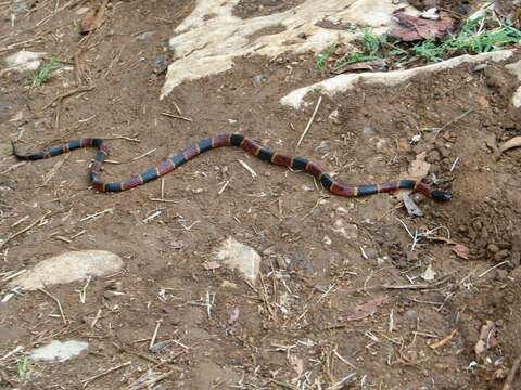 Image of Micrurus tener tamaulipensis Lavin-Murcio & Dixon 2004