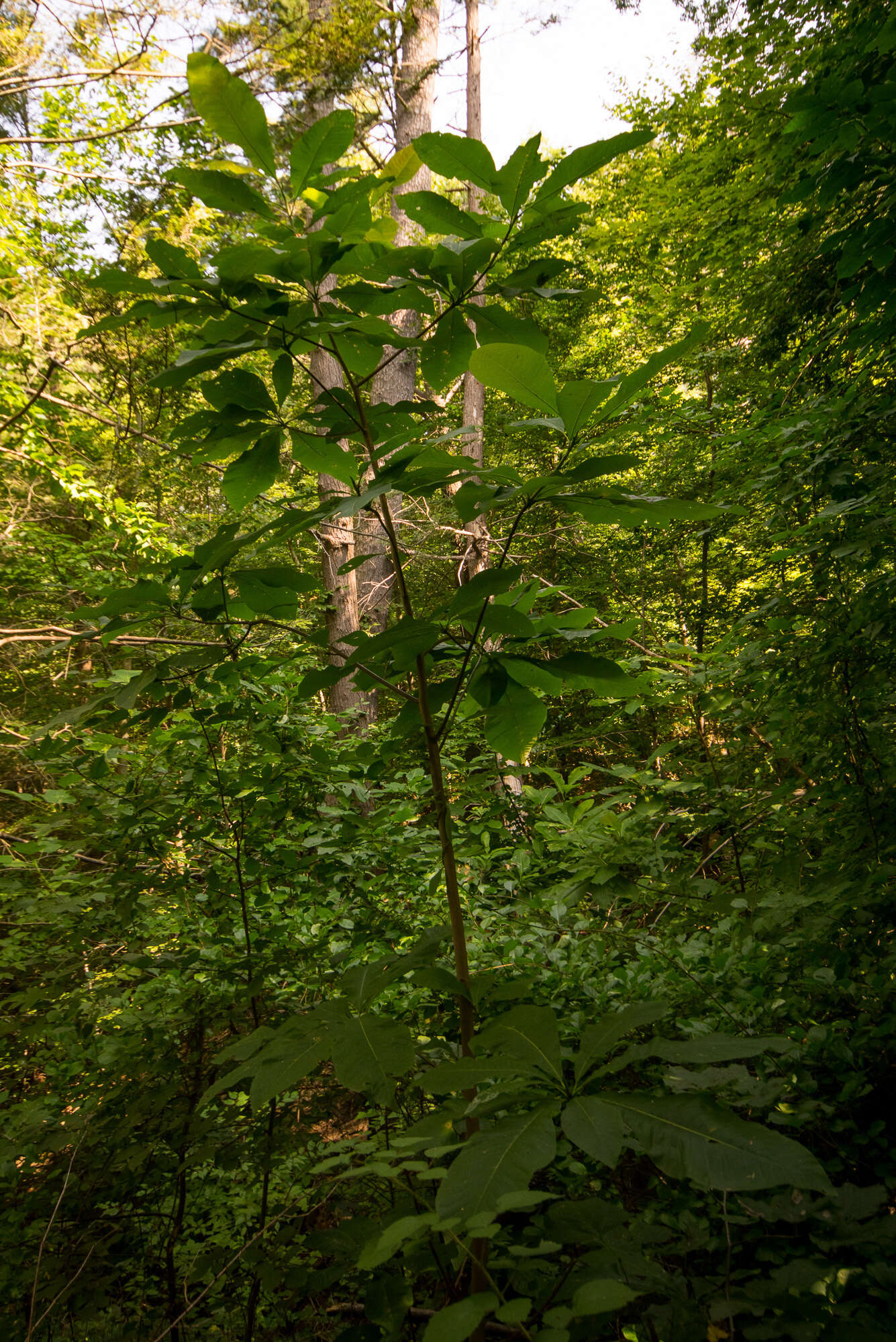 Sivun Magnolia tripetala (L.) L. kuva