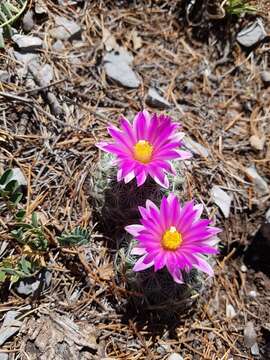 Image of Turbinicarpus beguinii (N. P. Taylor) Mosco & Zanov.