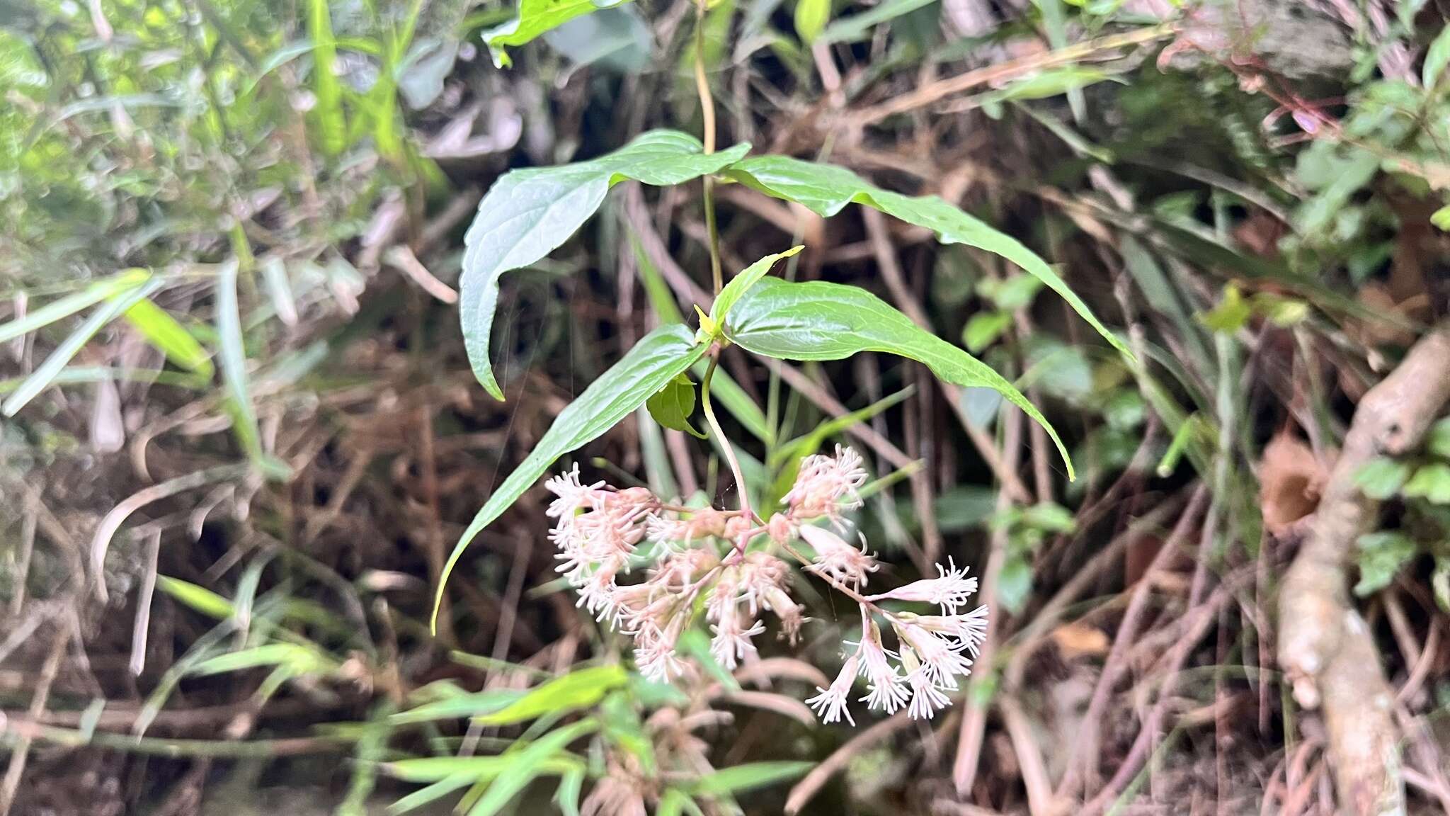 Eupatorium amabile Kitam. resmi