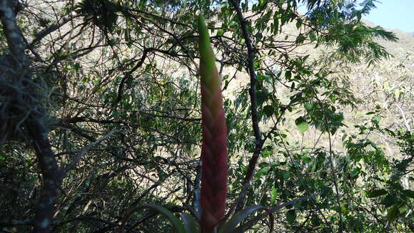 Imagem de Tillandsia califani Rauh