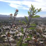 Image of Cordia sonorae N. E. Rose