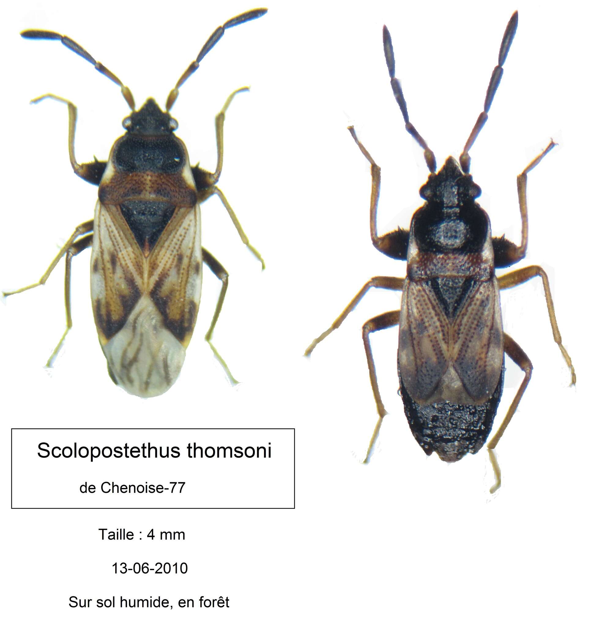 Image of Scolopostethus thomsoni Reuter & O. M. 1874