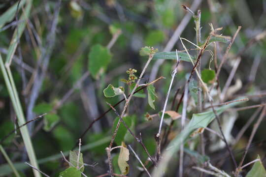 Imagem de Croton betulinus Vahl