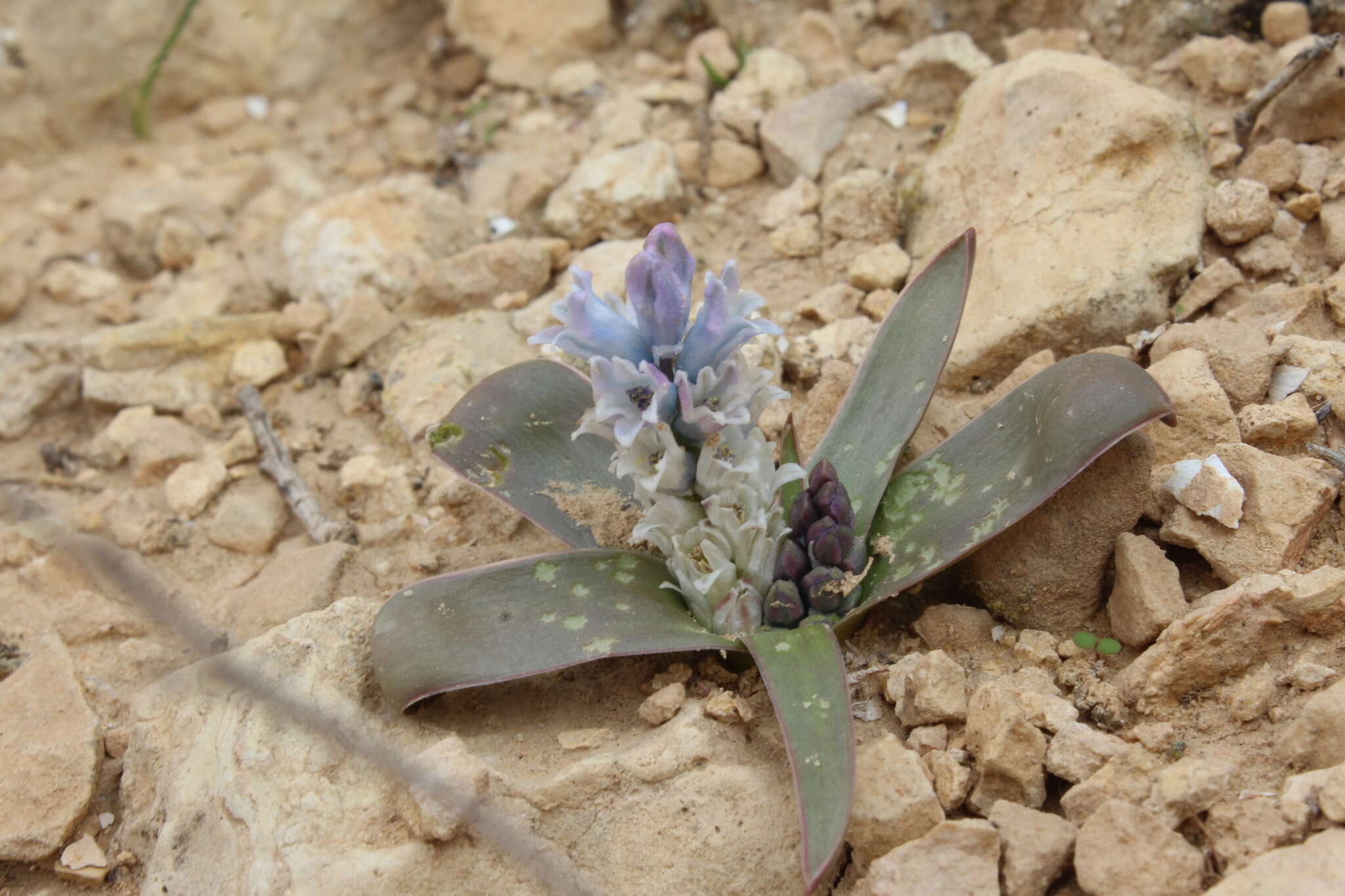 Image of Bellevalia desertorum Eig & Feinbrun