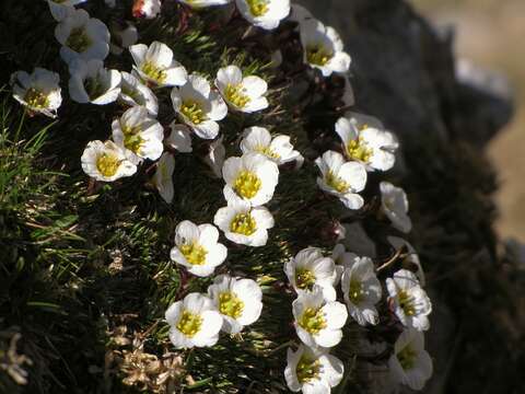 Plancia ëd Saxifraga aretioides Lapeyr.