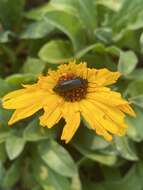 Image of Punctate Blister Beetle