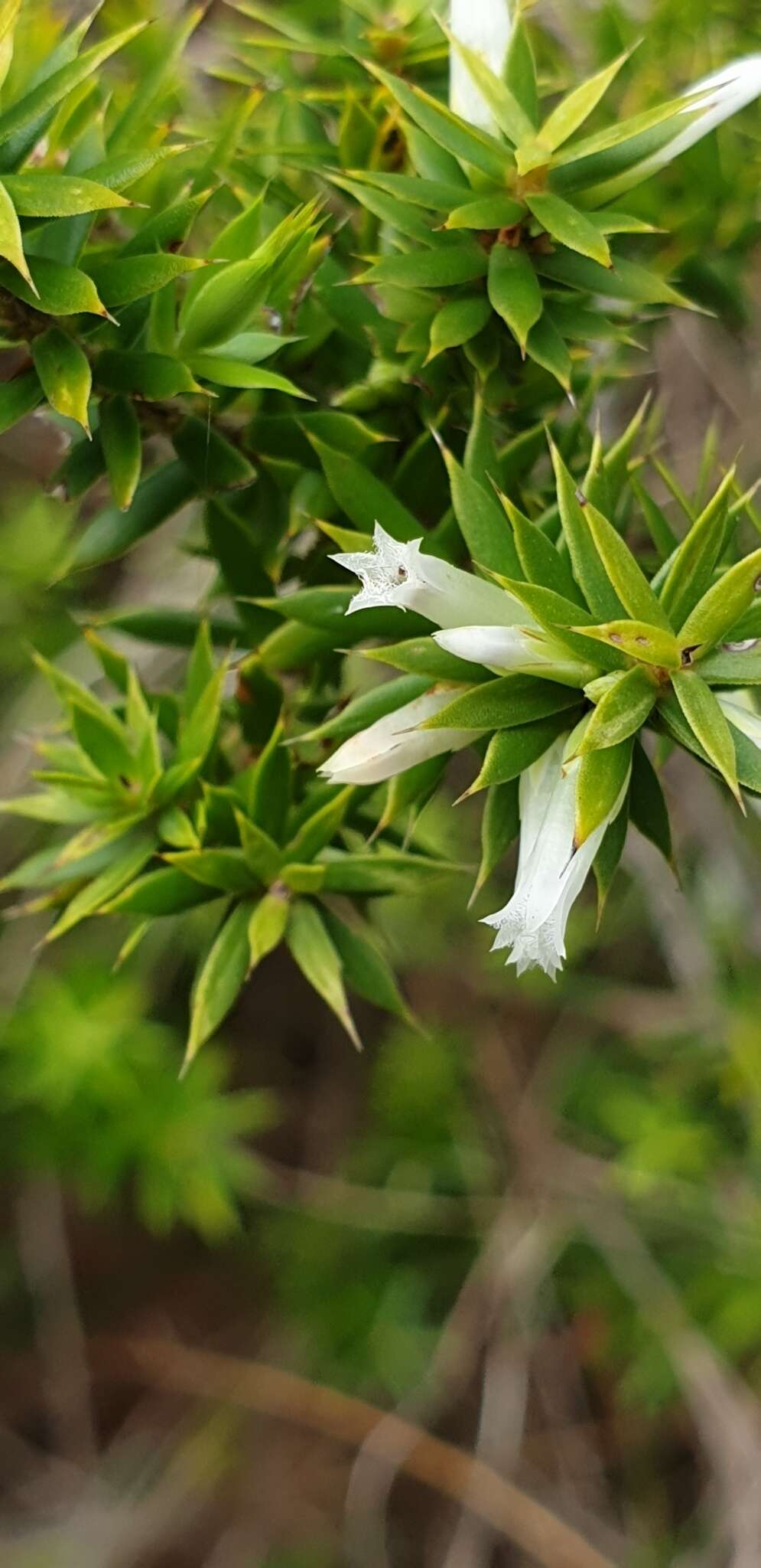 Image of Styphelia sieberi